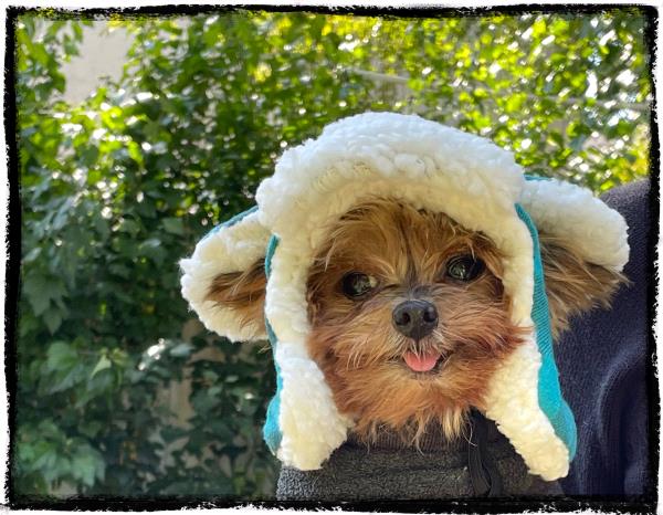 /Images/uploads/Louies Legacy Animal Rescue/cutest-rescue-pet-2023/entries/28079thumb.jpg